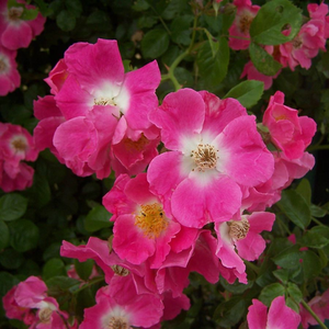 Haliday - trandafiri - www.ioanarose.ro